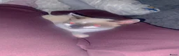 Siamese cats for sale: Girl Siamese kitten - Advert 2