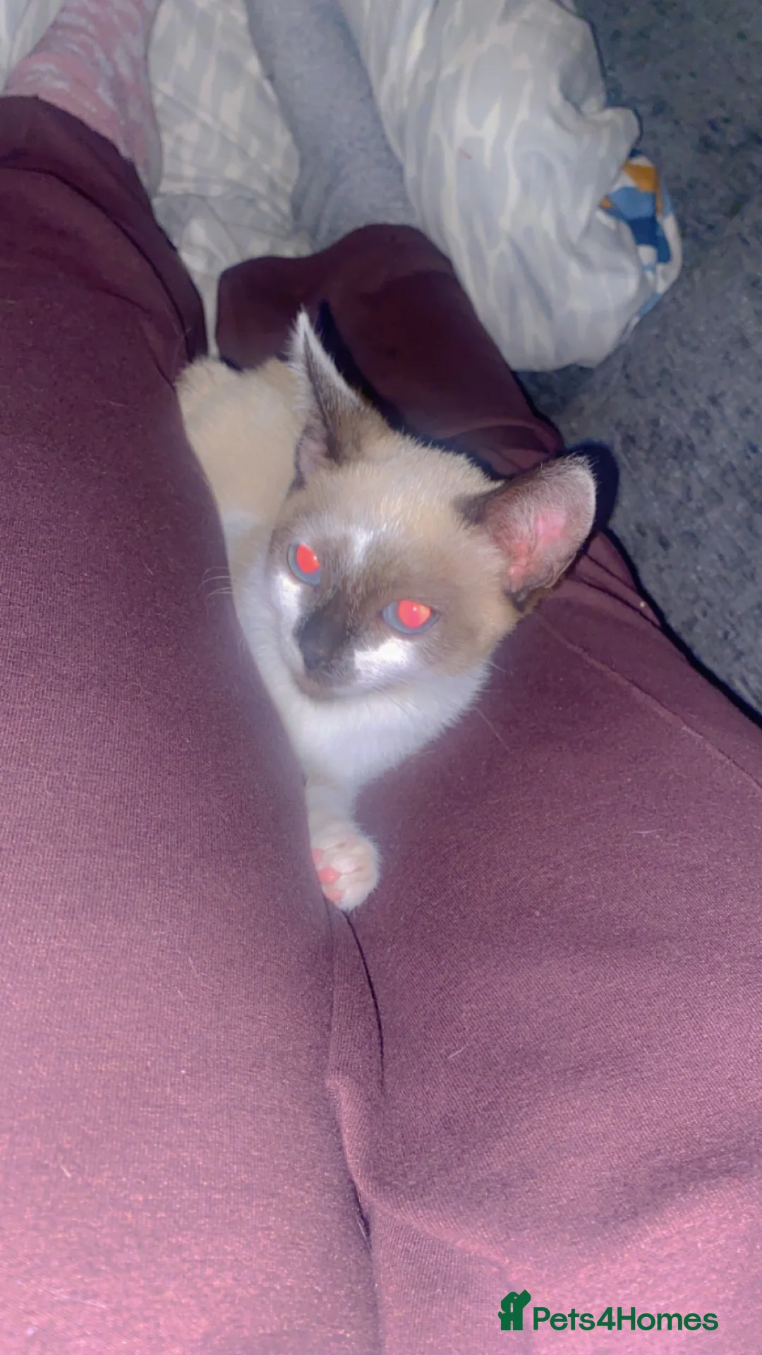 Siamese cats for sale: Girl Siamese kitten - Advert 2