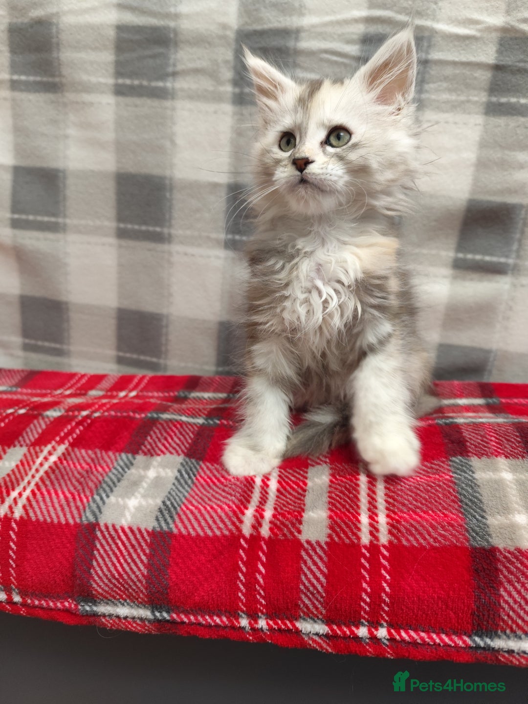 Maine Coon cats for sale: Beautiful Maine Coon Kittens – for Loving Homes - Advert 8