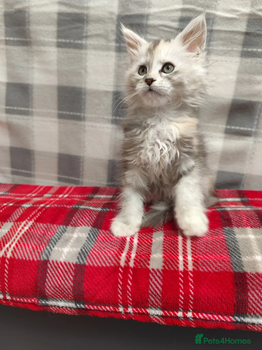 Maine Coon cats for sale: Beautiful Maine Coon Kittens – for Loving Homes - Advert 10