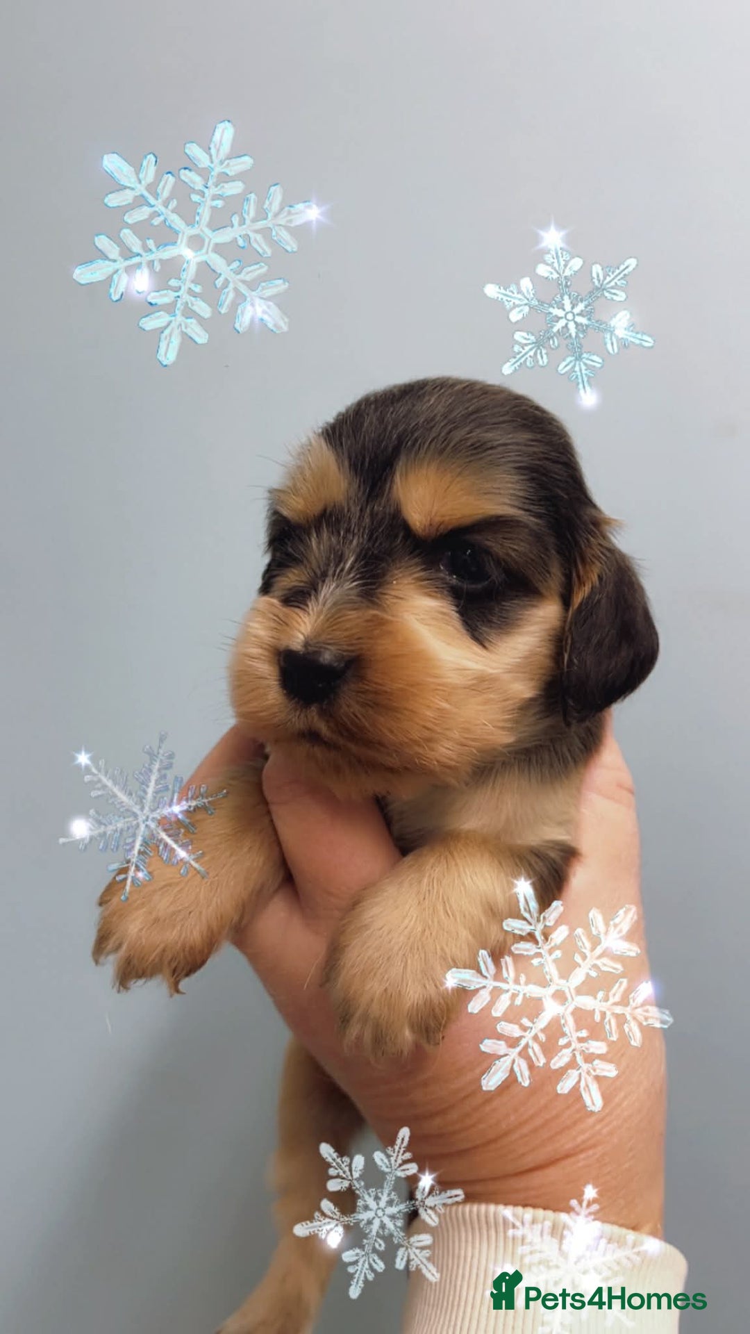 Cocker Spaniel dogs for sale: Show cocker spaniels - Advert 1