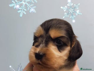 Cocker Spaniel dogs Show cocker spaniels - Advert 6