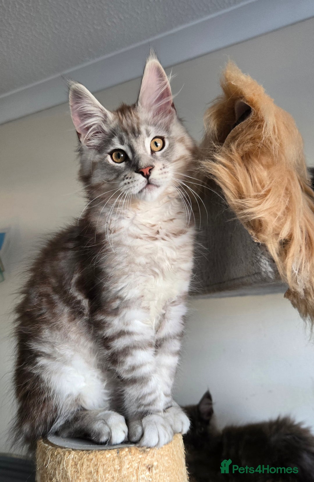 Maine Coon cats for sale: Ready now! Chunky Silver Tabby boy - Advert 8