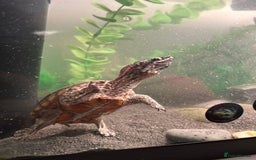 Turtle reptiles for sale: Musk Turtle , Male  - Image 2
