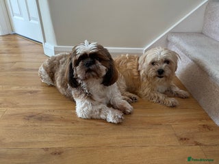 Shih Tzu dogs Gorgeous litter of shih tzu pups - Advert 9