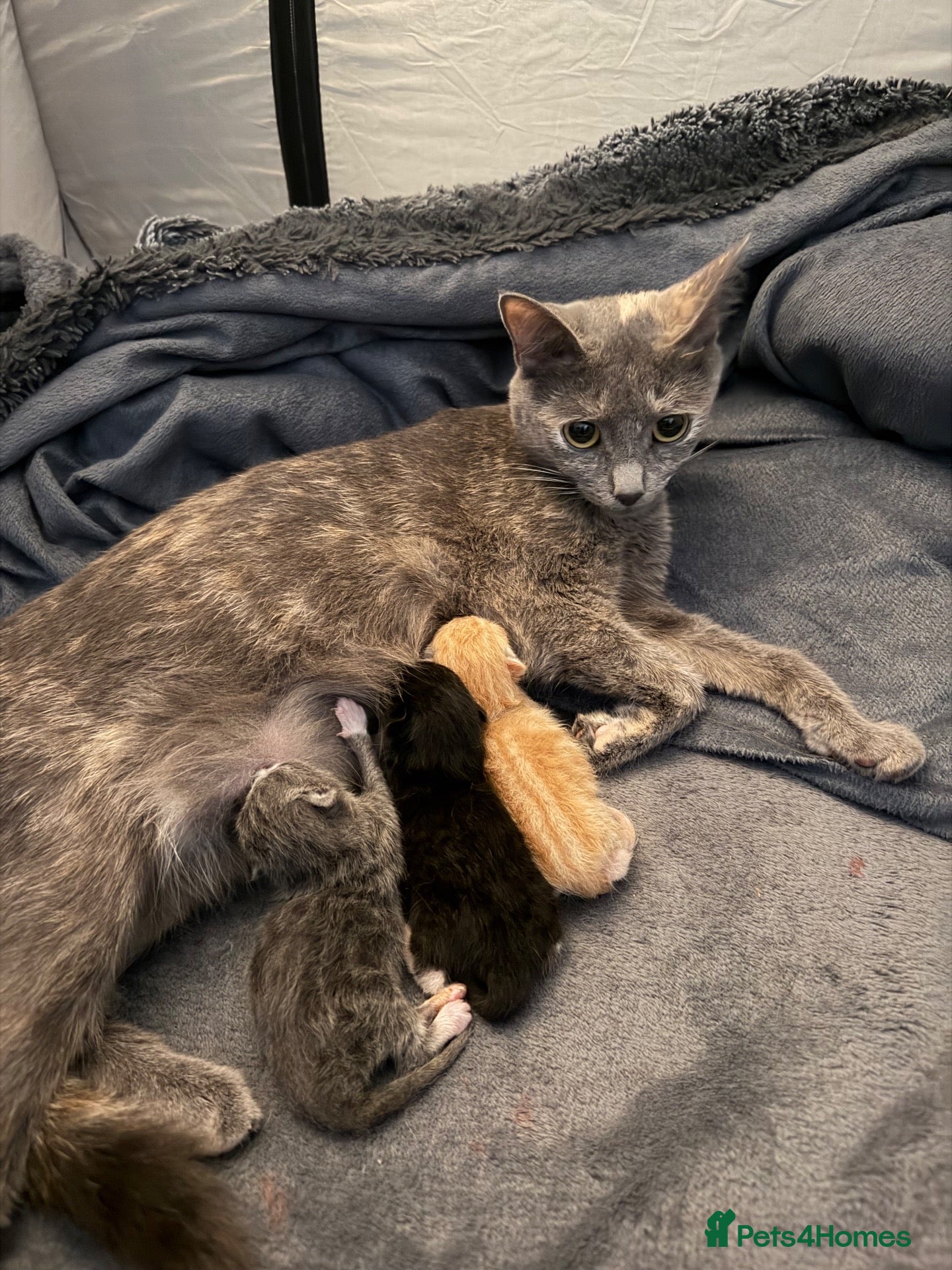 British Shorthair cats 2 kittens for sale  - Advert 1