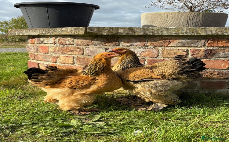 Chickens poultry - Advert 7
