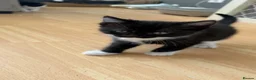 British Shorthair cats for sale: Beautiful kitten  - Advert 6