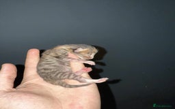 Domestic Shorthair cats for sale: 3 baby Kittens For Sale - Image 2