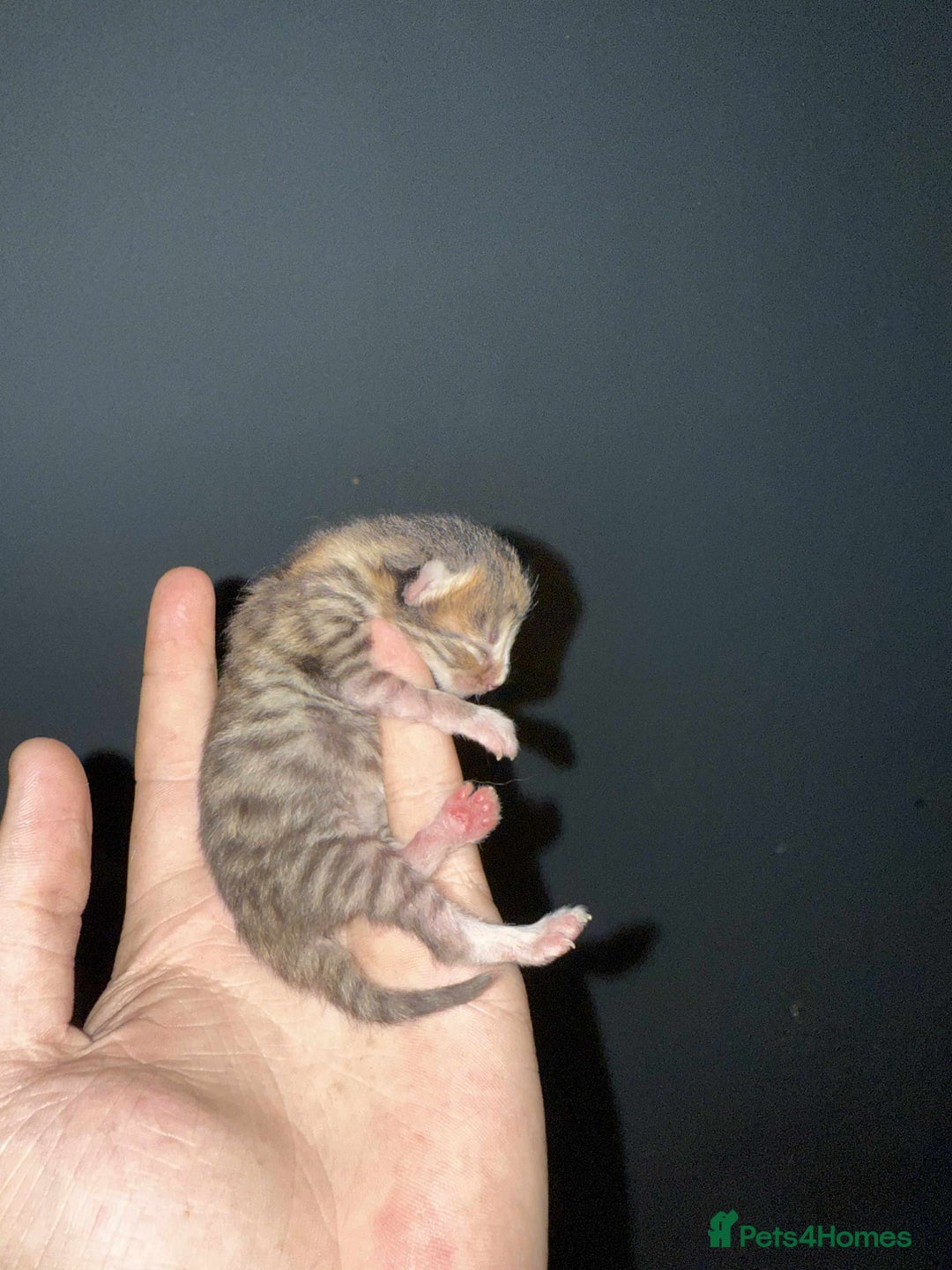 Domestic Shorthair cats for sale: 3 baby Kittens For Sale - Image 2