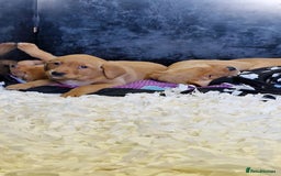 Labrador Retriever dogs for sale: STUNNING GOLDEN/FOX RED KC REG LABRADOR RTL - Image 5
