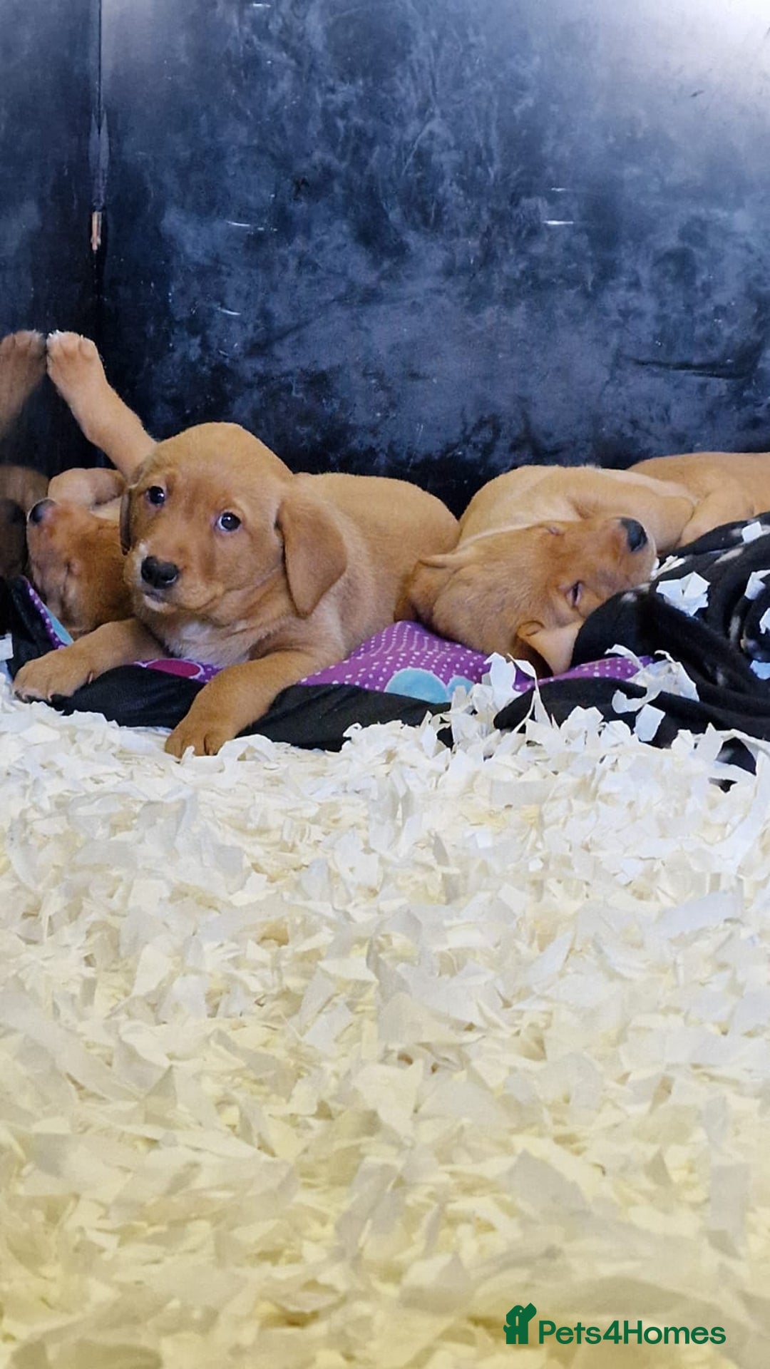Labrador Retriever dogs for sale: STUNNING GOLDEN/FOX RED KC REG LABRADOR RTL - Image 5