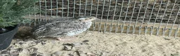 Quail poultry for sale: Trios of Quail - Advert 5
