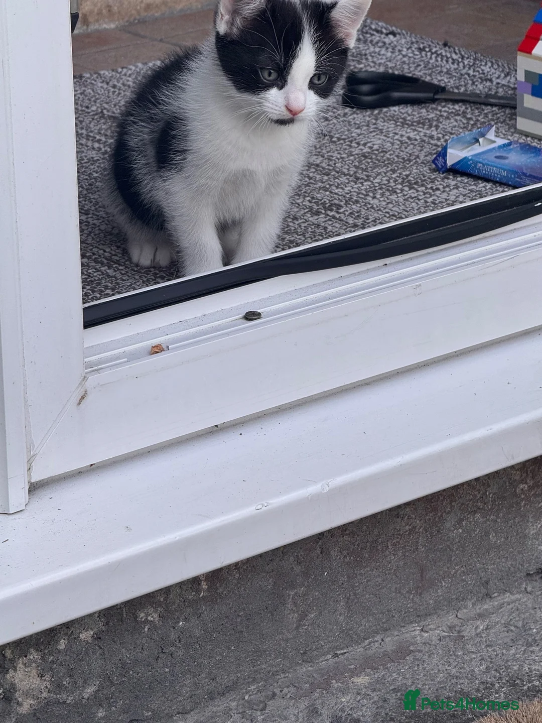 Mixed Breed cats for sale: Mix bread  - Advert 2