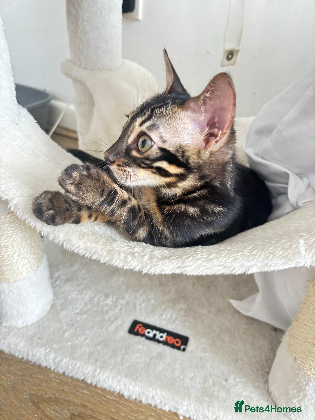 Bengal cats for sale: 🖤 TICA REGISTERED 🔥 ONLY 1 LEFT 🩶  - Image 36