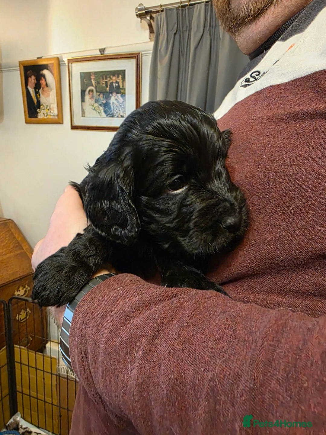 Cockapoo dogs for sale: Litter of Cockapoo's for sale - Advert 9