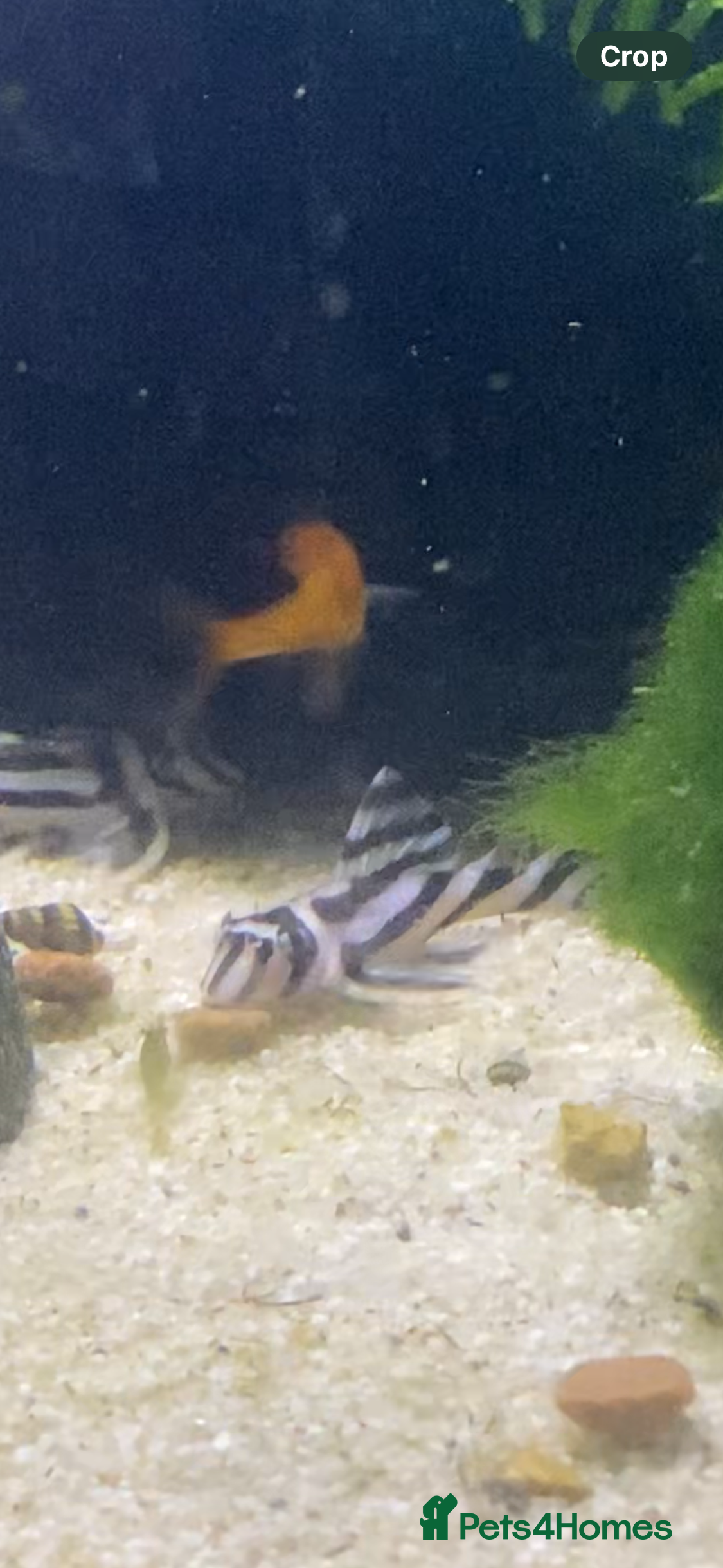 Plecos fish L046 Zebra Pleco Trio - Advert 2