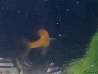 Plecos fish L046 Zebra Pleco Trio - Advert 2