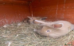 Mini Lion Lop rabbits for sale: Lovely litter of mini lion lop rabbits for sale  - Image 8