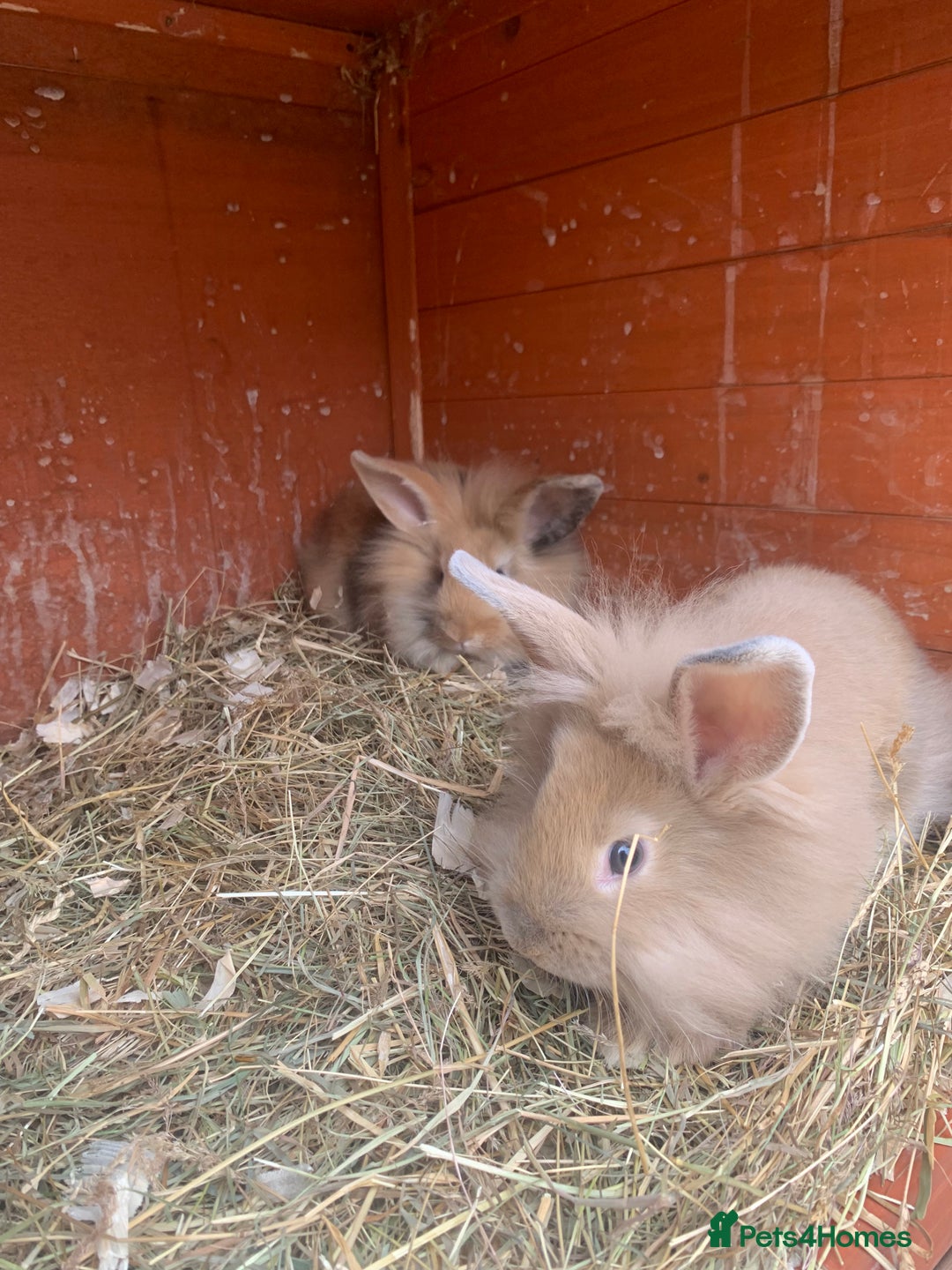 Mini Lion Lop rabbits for sale: Lovely litter of mini lion lop rabbits for sale  - Image 8