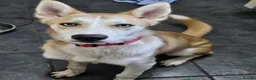 Mixed Breed dogs for sale: Husky X - Advert 3