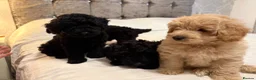 Bordoodle dogs for sale: Miniature Bordoodle Puppies F1BBB in South Shields - Advert 17