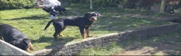 Rottweiler dogs for sale: KC Top ROTTWEILER Puppies , German blood - Advert 20