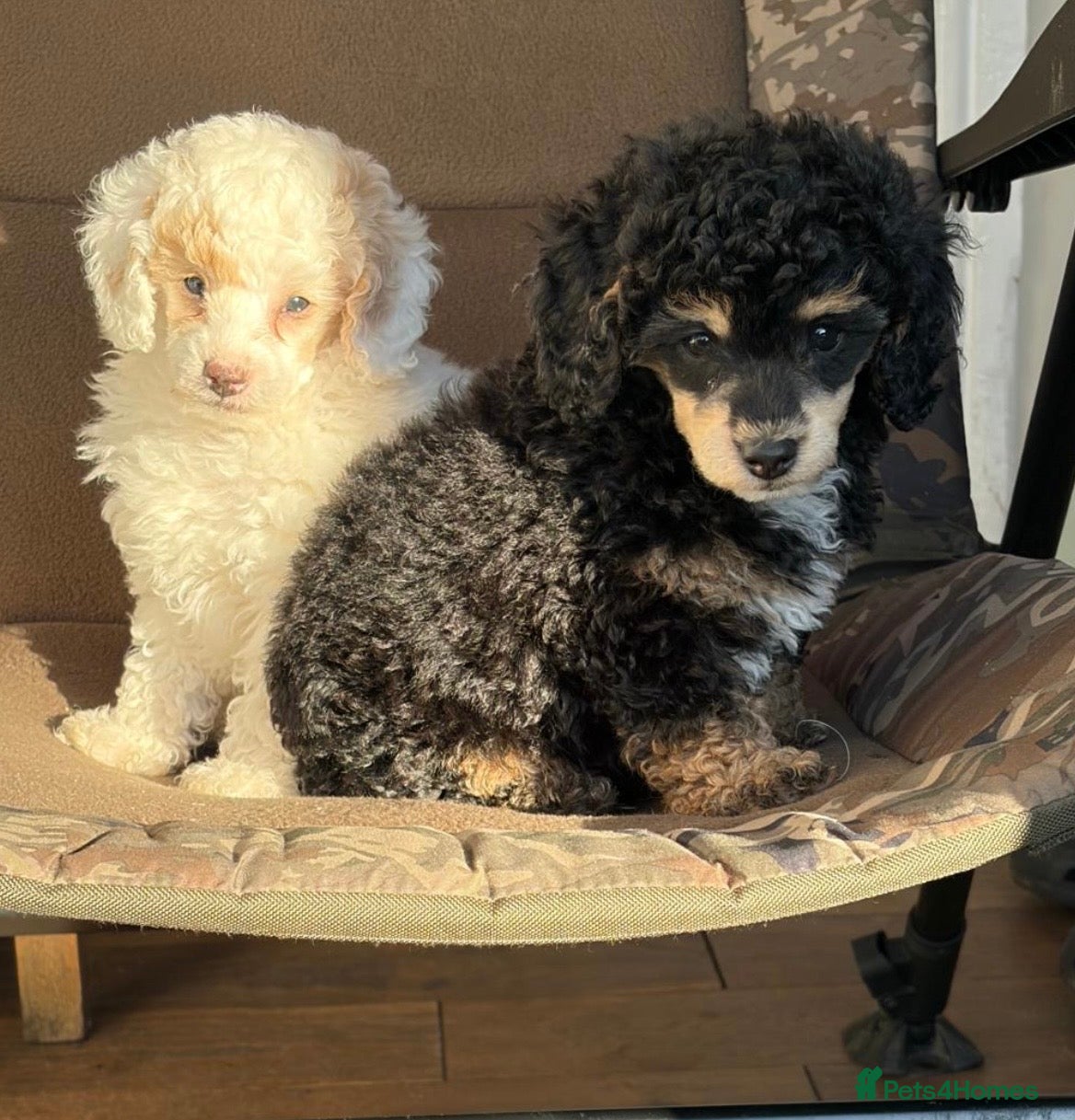 Toy Poodle dogs Beautiful phanotom toy poodle boys  - Advert 13