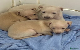 Italian Greyhound dogs for sale:  Italian Greyhound Puppies – Ready 6th October ✨ - Image 5