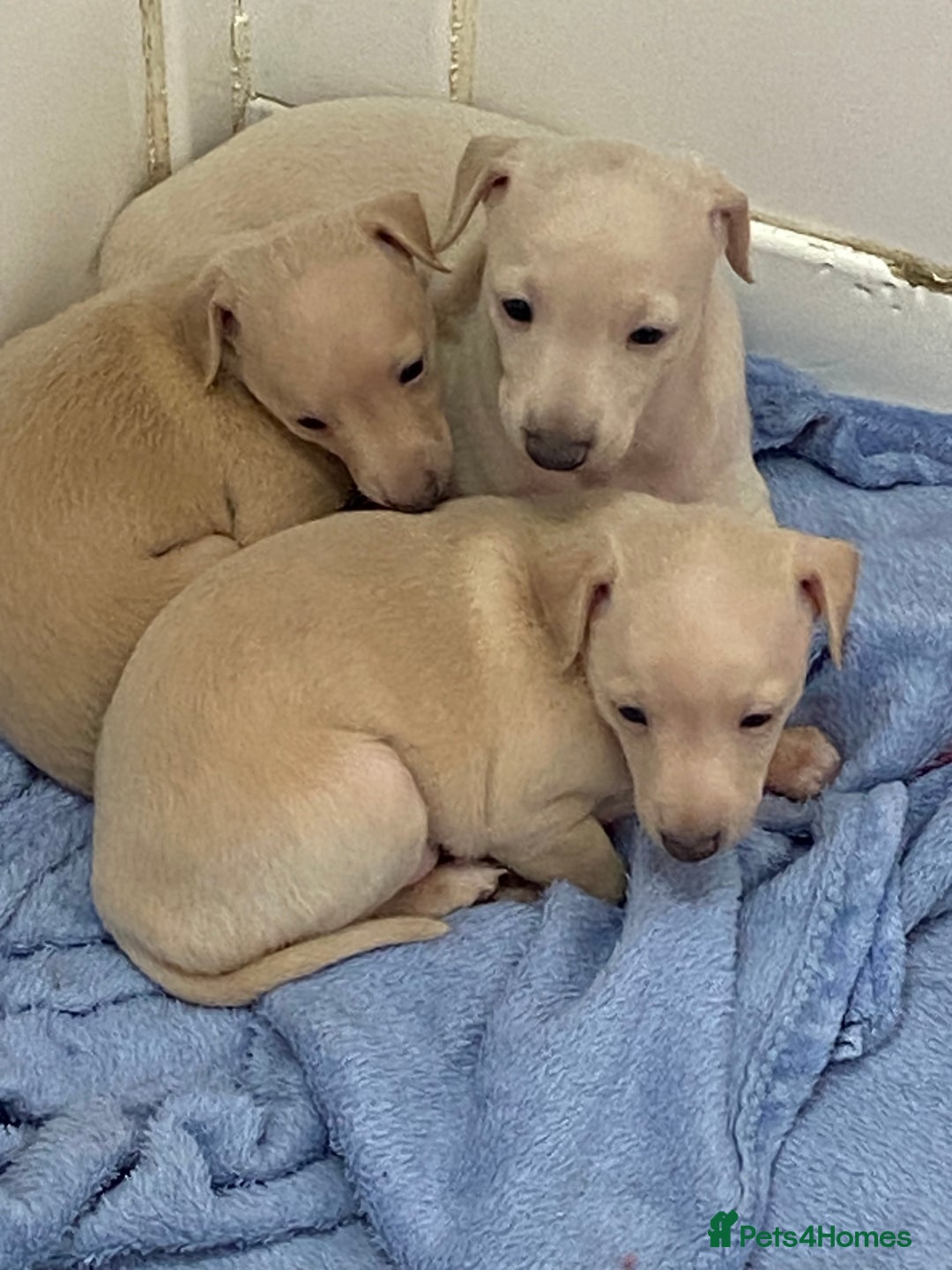 Italian Greyhound dogs for sale:  Italian Greyhound Puppies – Ready 6th October ✨ - Image 5