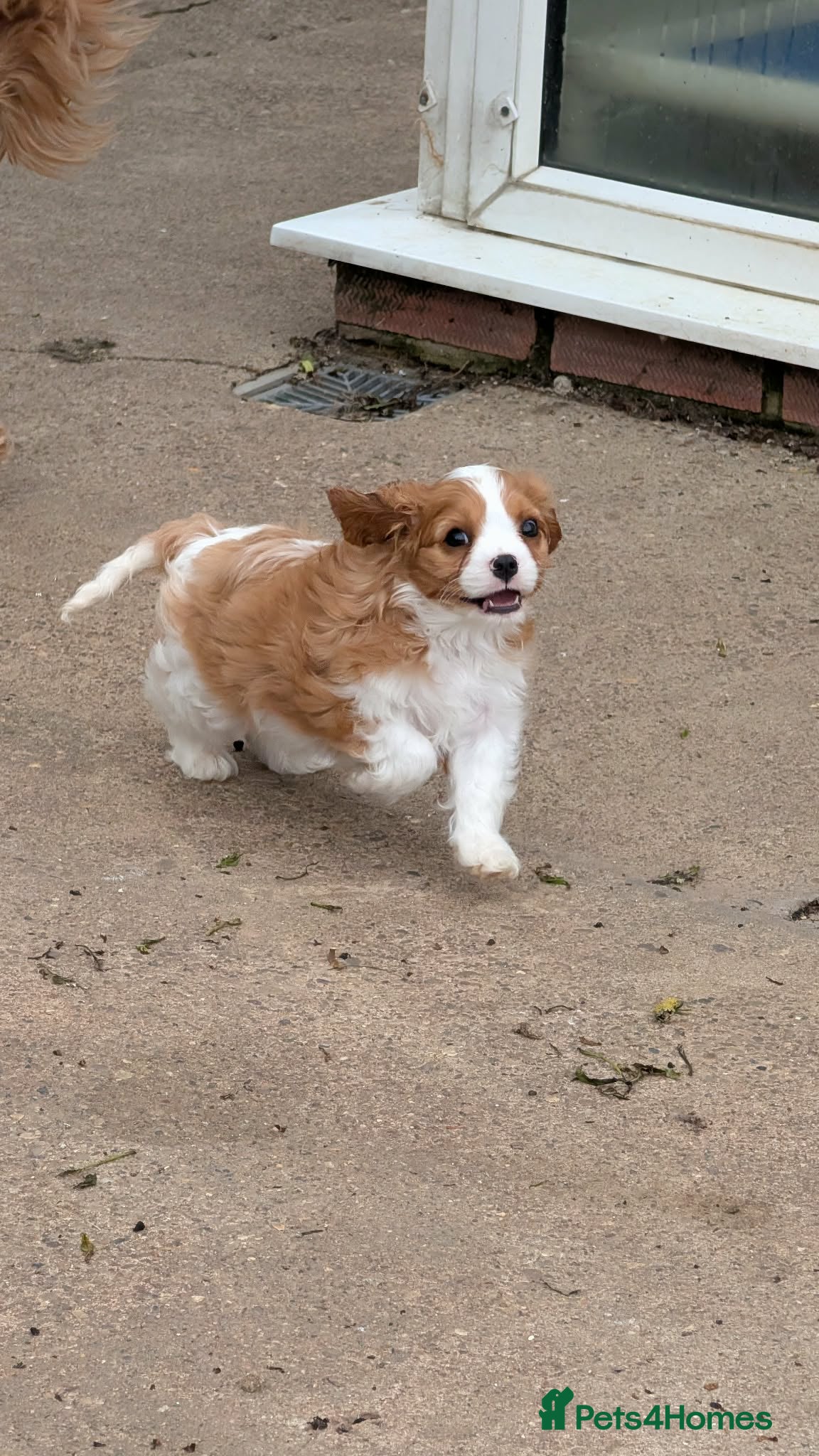 Cavalier King Charles Spaniel dogs for sale: Health tested Blenheim male puppy  - Advert 3