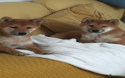 Japanese Shiba Inu dogs for sale: Retiring from Breeding - Loving Home Wanted - Image 7