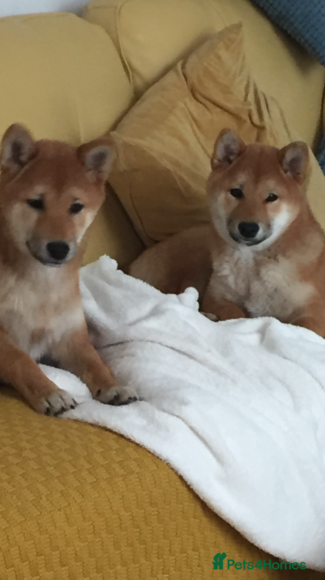 Japanese Shiba Inu dogs for sale: Retiring from Breeding - Loving Home Wanted - Image 7