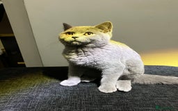 British Shorthair cats for sale: Male British Shorthair kitten 6 month old  - Image 12