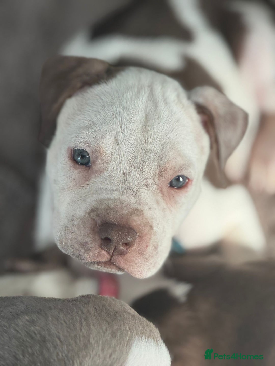 American Bulldog dogs for sale: 11 beautiful American bulldogs puppies. - Image 4
