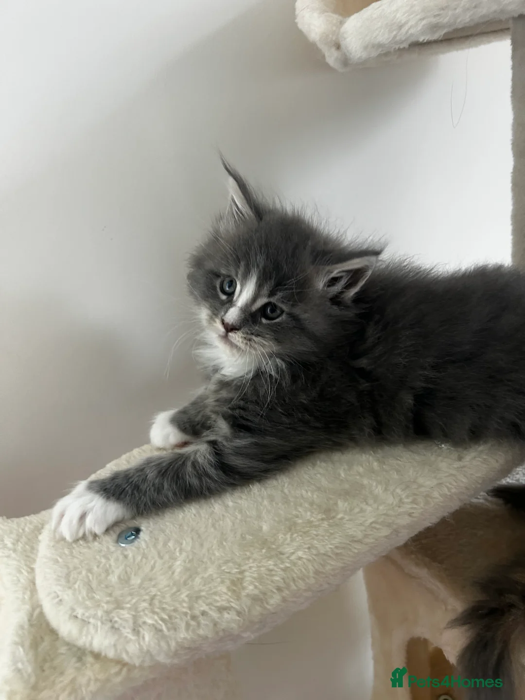 Maine Coon cats for sale: Find Your Purrfect Match! - Advert 4