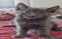 British Shorthair cats for sale: Sale kittens  - Image 4