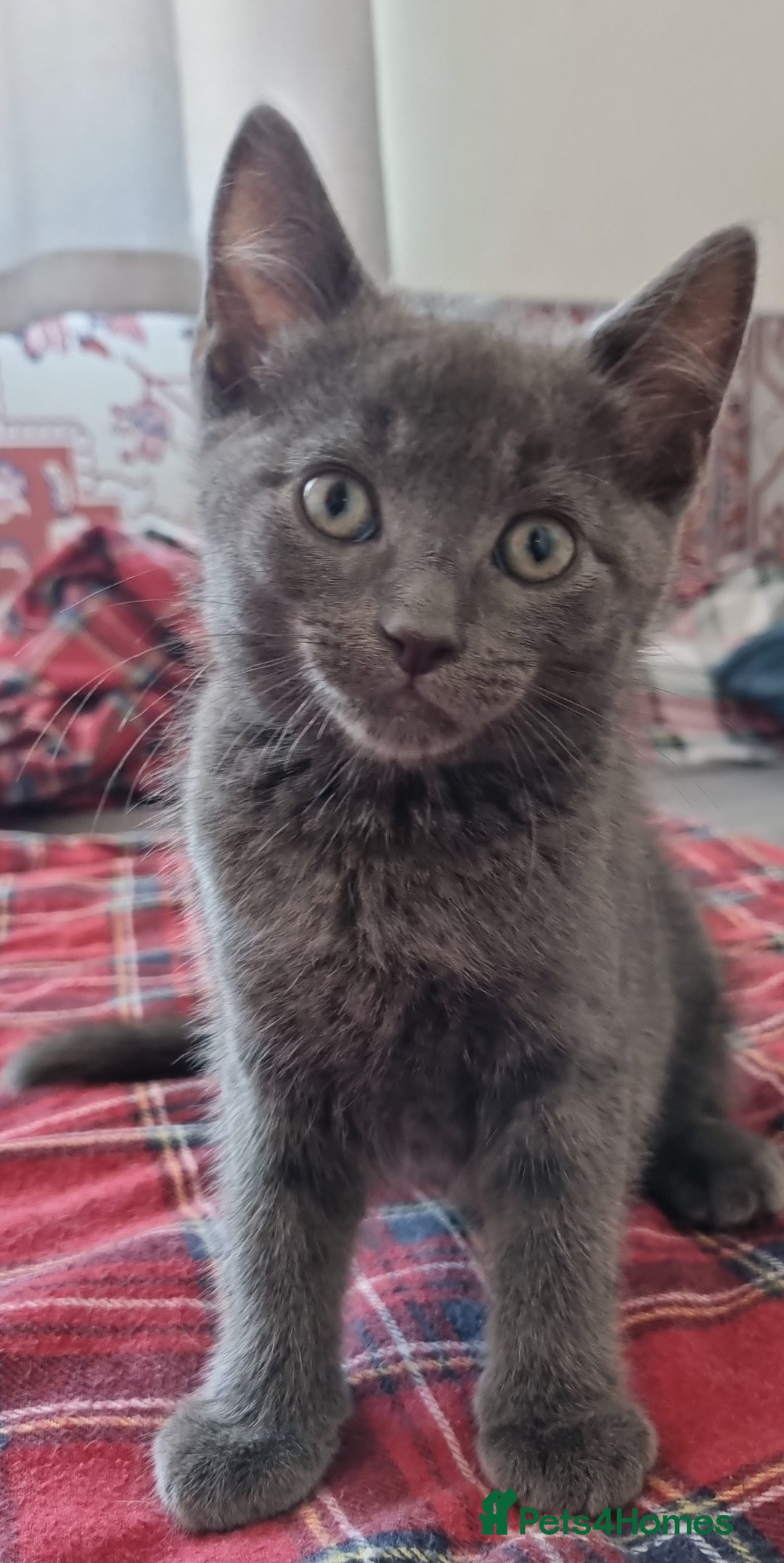 British Shorthair cats for sale: Sale kittens  - Image 4