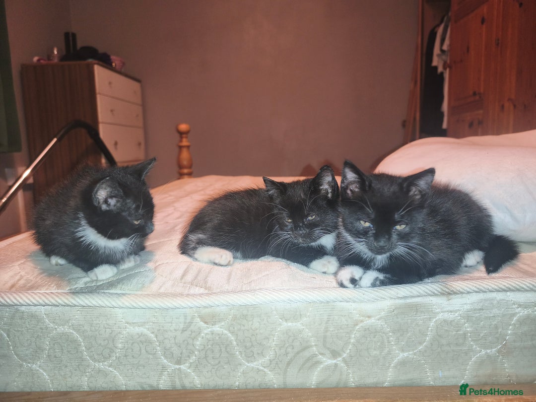 Mixed Breed cats for sale: Three Tuxedo Kittens Looking for Loving Homes - Advert 2