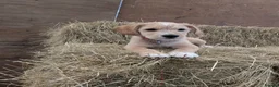 Mixed Breed dogs for sale: Cockalier - 14 weeks  in Worcester - Advert 3