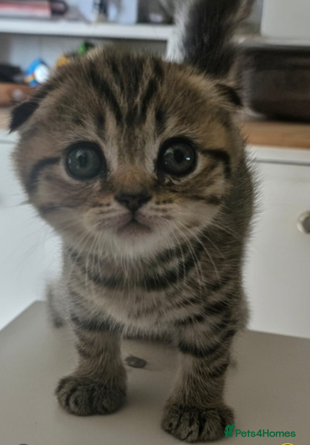 Scottish Fold cats SCOTTISH FOLD 2 FEMALES 1 FLUFFY MALE - Advert 1