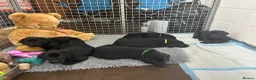 Labrador Retriever dogs for sale: Beautiful Black Labrador Puppies for Sale - Advert 7