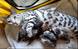 Mixed Breed cats for sale: Bengal Markings Red , Torbie , Silver Rossetted - Image 15