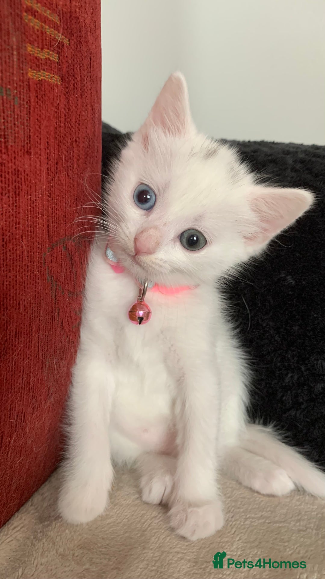 Mixed Breed cats for sale: White Gray and Ragdoll Kittens - Image 7