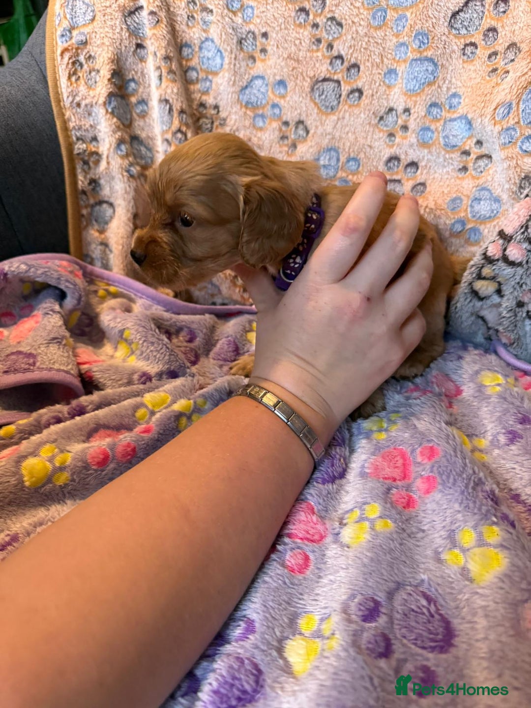 Cocker Spaniel dogs for sale: COCKER SPANIEL LITTER OF 9 IN SCARBOROUGH  - Image 18