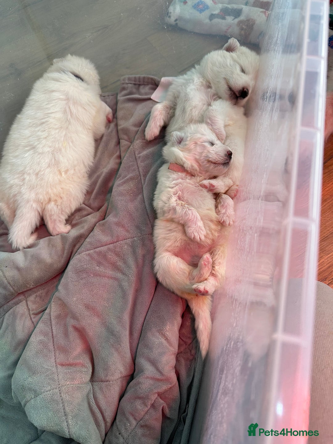 Samoyed dogs for sale: Adorable Samoyed Puppies for Sale!  - Advert 30