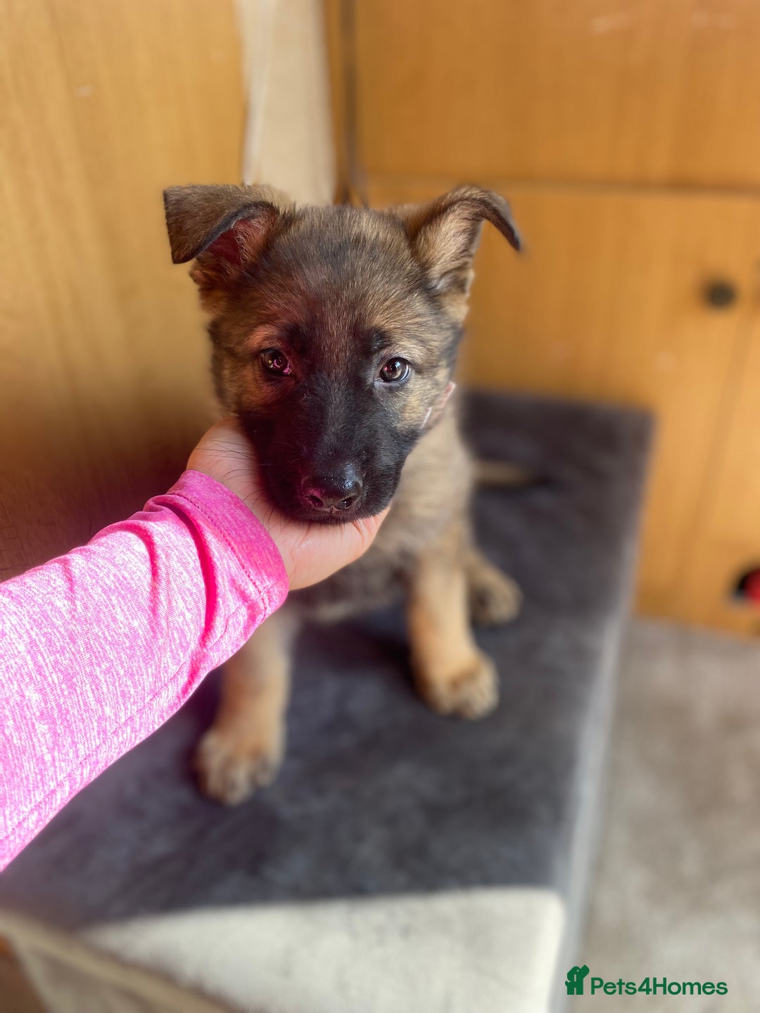 German Shepherd dogs for sale: German shepherd  - Image 5