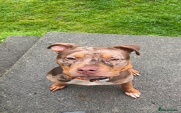 American Bulldog dogs for sale: 11 Month old Chocolate Tri Tweed Merel female - Image 3