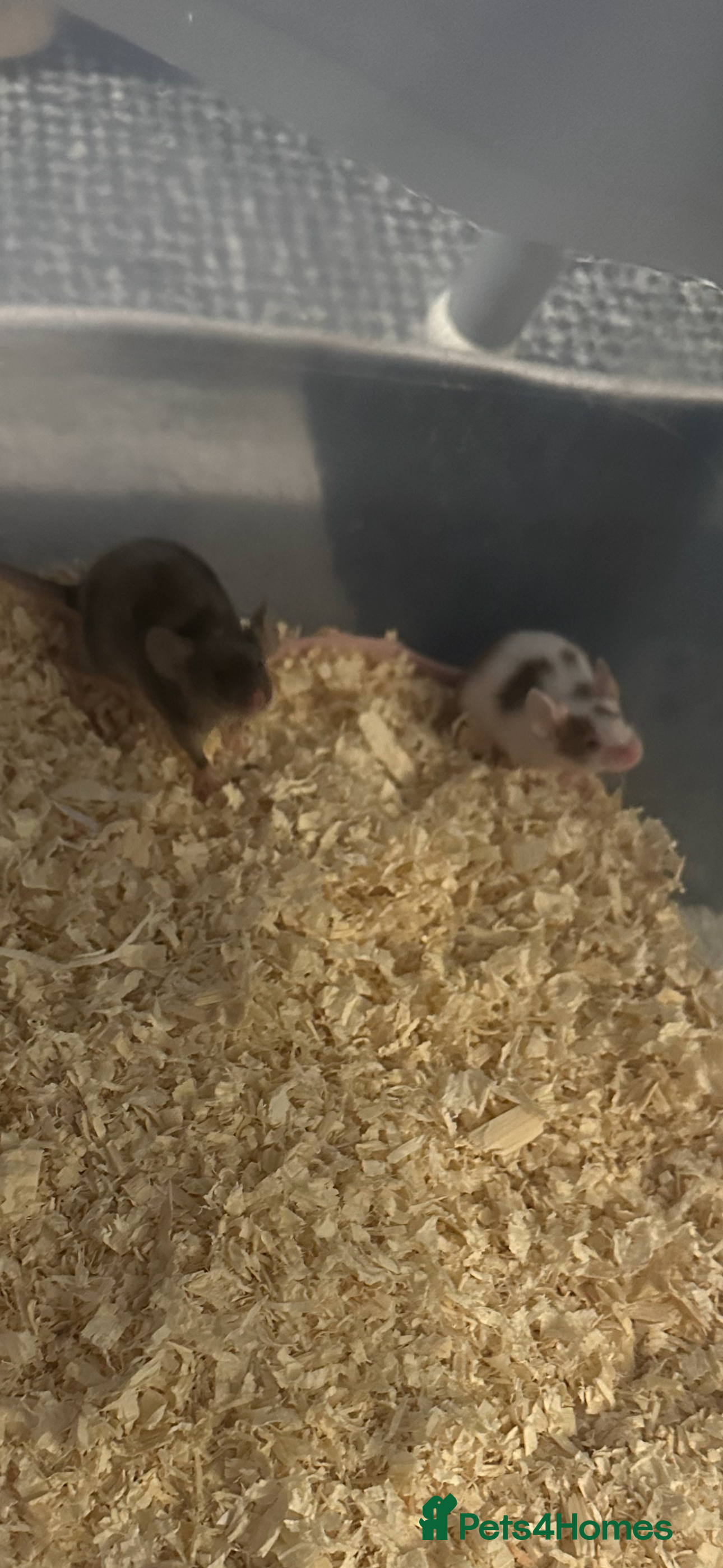 Mouse rodents Fancy mice for sale  - Advert 1