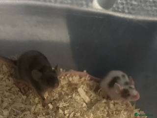 Mouse rodents Fancy mice for sale - Advert 12